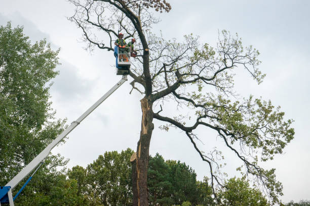 Trusted Atlanta, TX Tree Care Services Experts